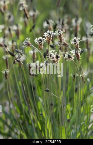 Die Britische Wildblumen-Ribwort-Wegerich (Plantago Lanceolata) oder schmal-blättrige Wegerich Stockfoto