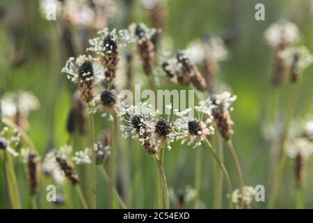 Die weißen Staubgefäße und braunen Korollaen der Ribworterbanane (Plantago Lanceolata), auch bekannt als Leechwort oder Klops Stockfoto