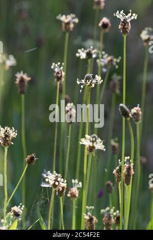 Spitzwegerich (Plantago Lanceolata), auch bekannt als Buckhorn oder Ribgrass Stockfoto