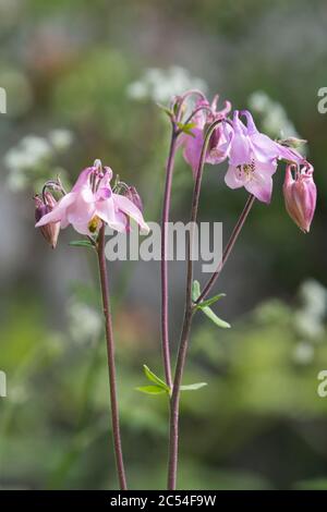 Columbine (Aquilegia Vulgaris), allgemein bekannt als Grannies Hauben Stockfoto