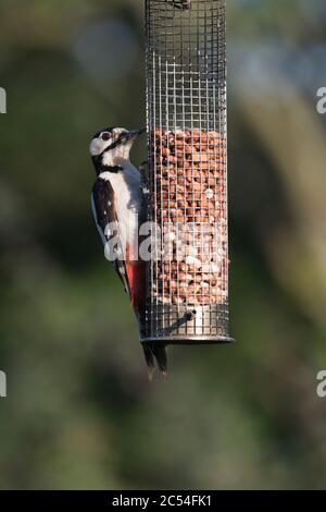 Eine Erwachsene weibliche Großfleck, oder Pied, Specht (Dendrocopos major) klammert sich an einen Garten Vogel Feeder und Fütterung auf Erdnüsse Stockfoto