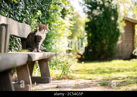 Tabby weiße britische Kurzhaarkatze sitzt auf Holzbank im Garten beobachten die Gegend Stockfoto