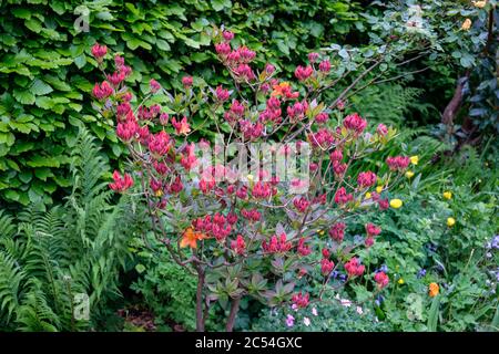 Orange Azaleen Busch voller Knospen im Frühjahr Stockfoto