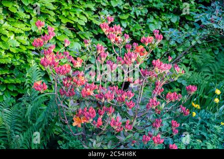 Orange Azaleen Busch voller Knospen im Frühjahr Stockfoto