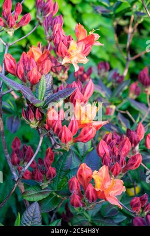 Blüten und Knospen auf orangenen Azaleen-Buschland im Frühjahr Stockfoto