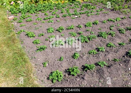 Junge Kartoffelpflanzen auf UK Zuteilung im Frühjahr Stockfoto