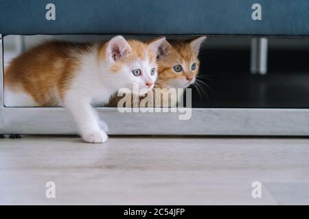 Niedliche kleine rote Katzen sitzen unter dem Sofa auf dem Holzboden. Junge niedliche kleine rote Kitty. Langhaarige Ingwer Kätzchen spielen zu Hause. Nette lustige Haustiere. Domest Stockfoto