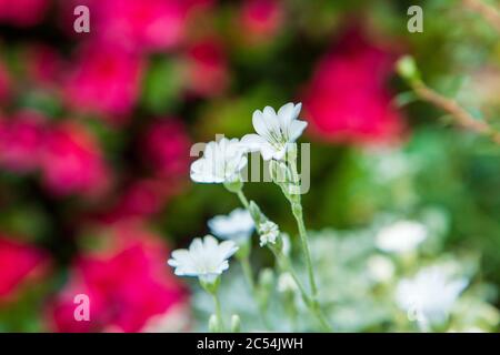 Blume von Cerastium tomentosum (Schnee-im-Sommer) mit roten Azaleen-Blüten im Hintergrund Stockfoto