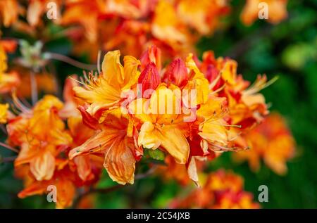 Orange Azalea Blumen im Garten im Frühjahr Stockfoto