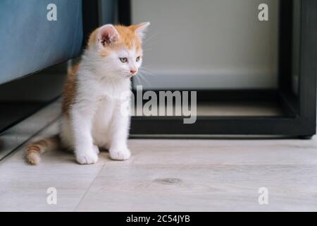 Niedliche kleine rote Katze bleiben auf Holzboden mit Fenster auf dem Hintergrund. Junge niedliche kleine rote Kitty. Ingwer Kätzchen spielen zu Hause. Nette lustige Haustiere. Dom Stockfoto