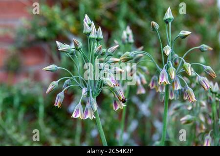 Allium Bulgaricum (Nectaroscordum Siculum) Stockfoto