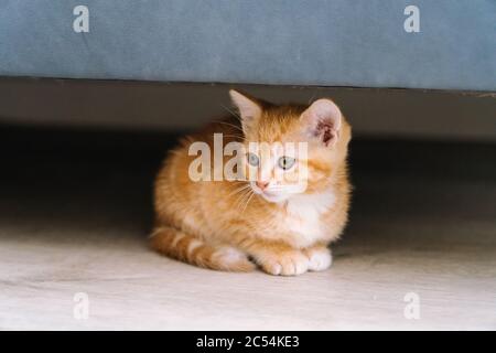 Niedliche kleine rote Katzen sitzen unter dem Sofa auf dem Holzboden. Junge niedliche kleine rote Kitty. Langhaarige Ingwer Kätzchen spielen zu Hause. Nette lustige Haustiere. Domest Stockfoto