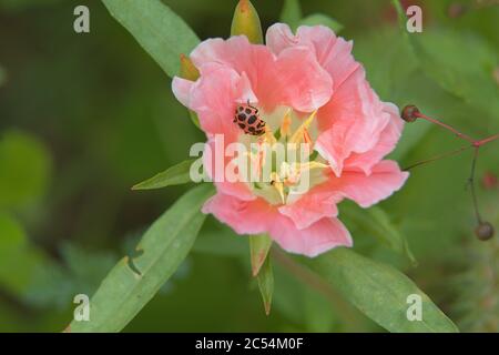 Pfirsichfarbene Blume mit gelber Anther und Marienkäfer auf Pedal Stockfoto