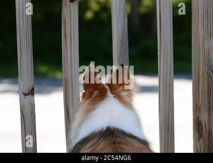 Blick auf einen Hund durch die Schienen einer Veranda. Niedliche Ohren. Stockfoto