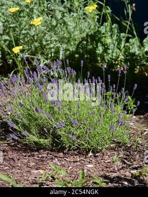 Foto der Lavendelpflanze, die in einem Garten wächst. Blüht im Frühsommer. Gelbe Schafgarbe blüht im Hintergrund. Stockfoto