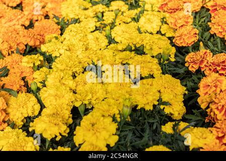 Studentenblumen in verschiedenen Farben Stockfoto