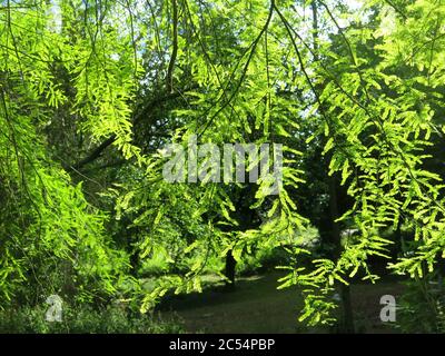 Nahaufnahme der leuchtend grünen Nadeln an den Zweigen eines Nadelbaums, beleuchtet in angestrahltem Sonnenlicht in einem englischen Wald. Stockfoto