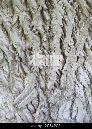 Nahaufnahme der grauen Rinde des kaukasischen Walnussbaums (Pterocarya) als abstraktes Foto der tiefen, vertikalen Grate & Spalten am Baumstamm. Stockfoto