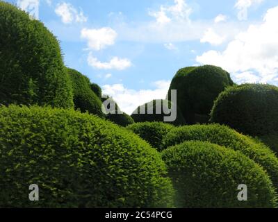 Abgerundete Formen und Hügel mit beschnittenem Eibenschnitt in den alten Hecken, bekannt als Elephant Walk, einer der Besonderheiten auf dem Gelände des Rockingham Castle. Stockfoto