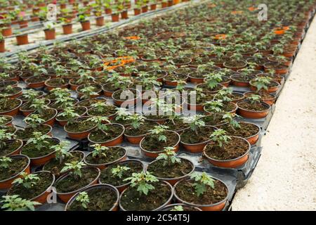 Reihen von Töpfen mit jungen Sämlingen von Tomaten wachsen im Gewächshaus Stockfoto