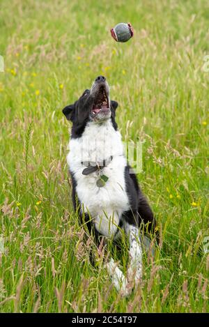 Border Collie Hund spielt Ball in einer Sommerwiese von langen Gräsern Stockfoto