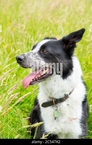 Border Collie-Hund, der auf einer Sommerwiese aus langen Gräsern sitzt Stockfoto