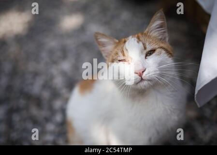 Türkische streunende Katze mit Auge Infektion an Kamera suchen Stockfoto