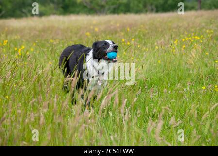 Border Collie Hund läuft in einer Sommerwiese von langen Gräsern mit Ball im Mund Stockfoto