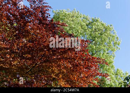 Große Kupferbuche in Vollblatt gegen einen grünen Baum und blauen Himmel Stockfoto