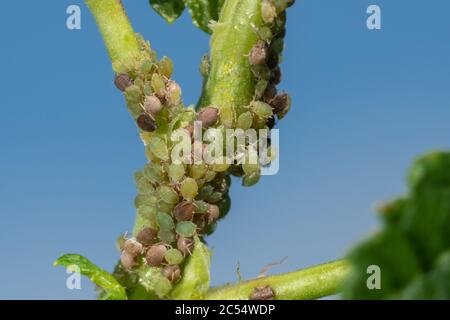 Insektenschädlinge, Blattläuse, an den Trieben und Früchten der Pflanzen, spinnt auf Blumen. Pfeffer von bösartigen Insekten angegriffen Stockfoto