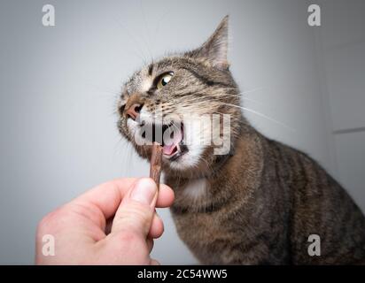 Menschliche Hand Fütterung tabby Katze mit Leckerli vor weißem Hintergrund Stockfoto