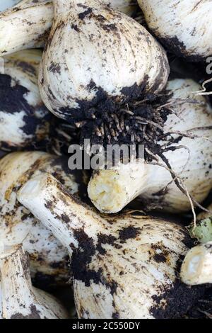 Frisch gegrabene Köpfe von Knoblauchzwiebeln Stockfoto