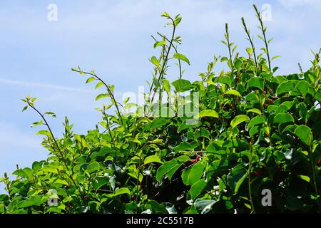 Fruchtbare Weinstock der Grüne baby Kiwi Actinidia arguta Stockfoto