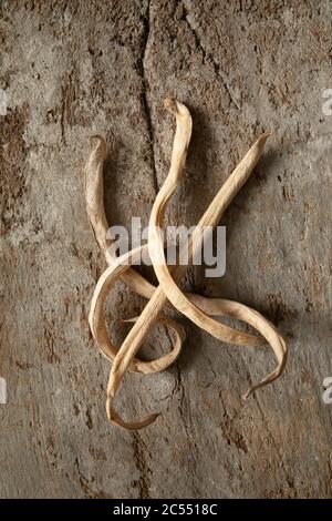 Läufer Bohnen alt und trocken auf texturiertem Holz Hintergrund Stockfoto