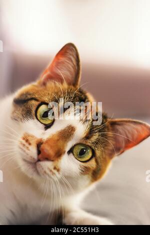 Nahaufnahme einer niedlichen europäischen Kurzhaar-Katze Bei der Kamera auf unscharfem Hintergrund Stockfoto