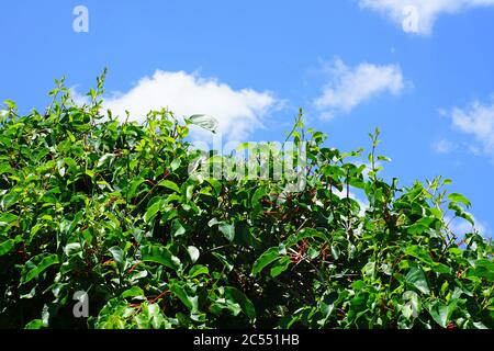 Fruchtbare Weinstock der Grüne baby Kiwi Actinidia arguta Stockfoto