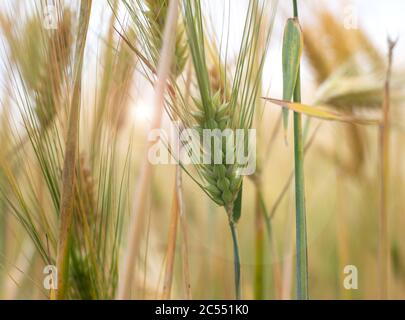 Nahaufnahme Bild auf dem gerieftem Weizen. Getrocknete gelbe Gold grüne Körner und Strohhalme im Sommer Tag mit blauen Himmel auf Hintergrund warten auf den Mähdrescher. Stockfoto