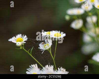 Blühende kleine weiße Gänseblümchen. Dünnes Gewebe zwischen den Blumen. Stockfoto