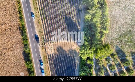 Lavendelwiesen in offener Landschaft. Fantastische Luftaufnahme in der Sommersaison. Stockfoto