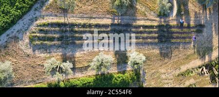 Lavendelwiesen in offener Landschaft. Fantastische Luftaufnahme in der Sommersaison. Stockfoto