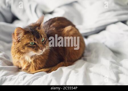 Inländische niedliche Katze liegt in Bettlaken innen. Die Somali Katzenrasse ist eine schöne Hauskatze. Sie sind intelligent, sehr sozial und spielen gerne Stockfoto