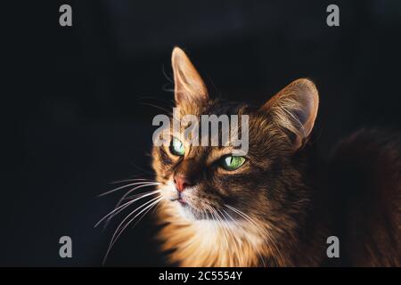 Schöne Katze Gesicht Porträt auf dunklem Hintergrund. Die Somali Katzenrasse ist eine schöne Hauskatze. Sie sind intelligent, sehr sozial und sie spielen gerne Stockfoto