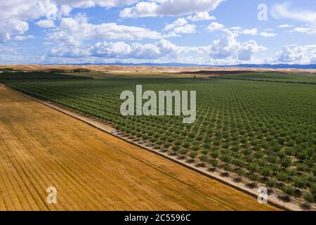 Abstrakte Luftaufnahmen von Feldern und Mandelplantagen in Yolo County, Kalifornien Stockfoto