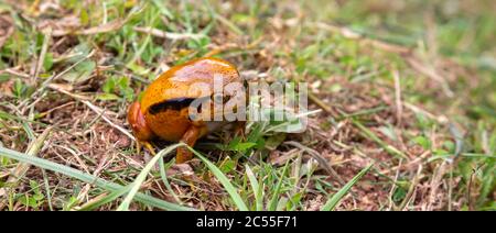 Ein großer oranger Frosch sitzt im Gras Stockfoto