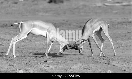 Die Schlacht von zwei Grant Gazellen in der Savanne Kenias Stockfoto