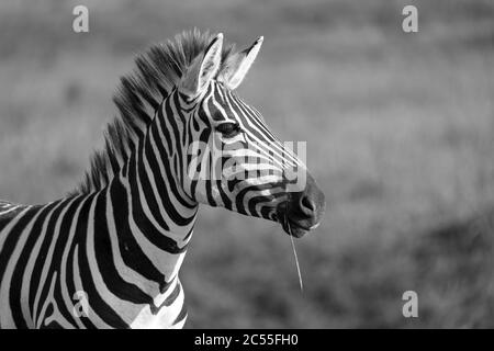 Die Nahaufnahme eines Zebras in einem Nationalpark Stockfoto