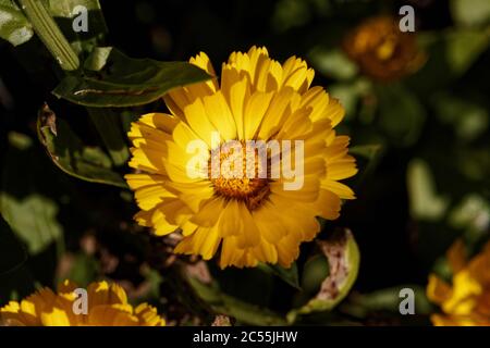 Calendula officinalis, der Topf Ringelblume, Ruddles, gemeine Ringelblume oder Scotch Ringelblume, ist eine blühende Pflanze aus der Familie der Gänseblümchen Asteraceae. Stockfoto