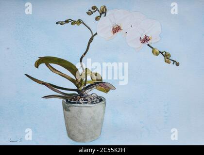 Aquarell-Gemälde einer weißen Orchideenpflanze Stockfoto