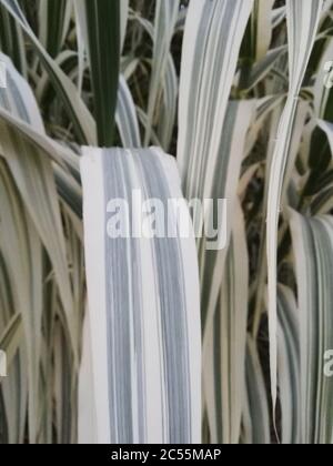 Nahaufnahme eines bunten Riesenschilfs in einem Garten Stockfoto