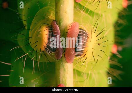 Makroaufnahme eines Paares von Prolegs und Häkelhäkchen Eine polyphemus-Mottenraupe Stockfoto